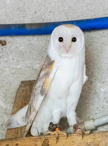 Didattica in agriturismo la nuova Bergamo